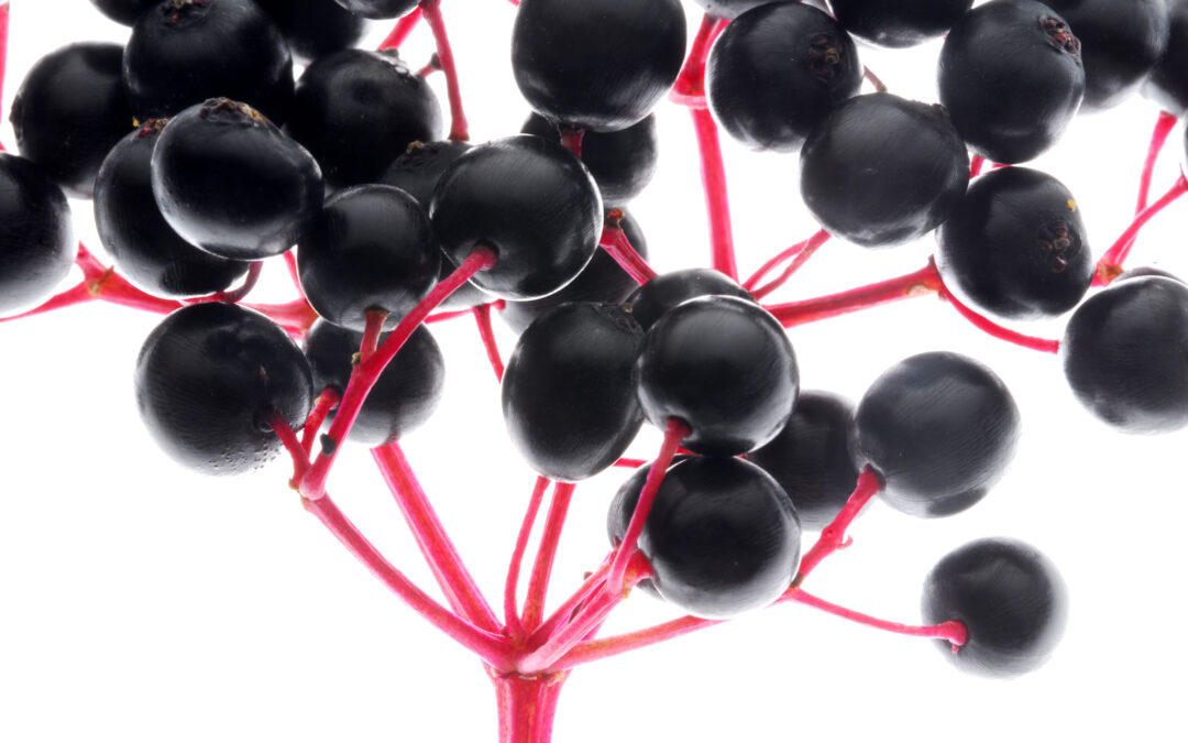 Can Elderberry hold up against the Flu Vaccine?